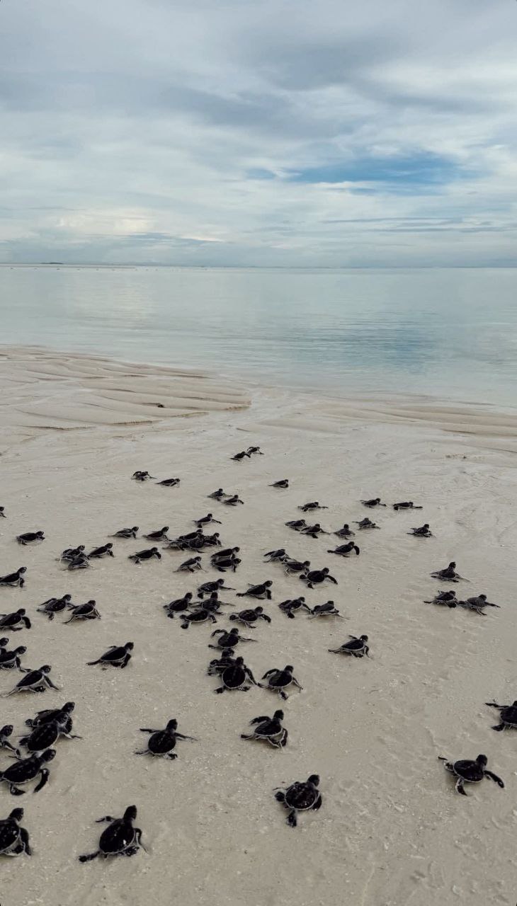 Balabac island tour photo